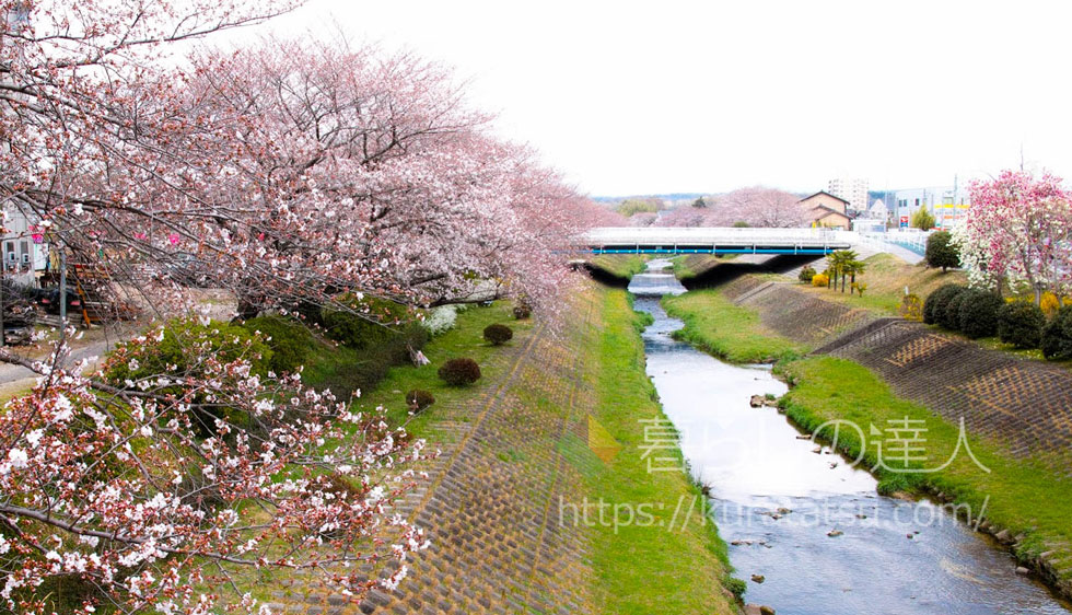 春の小川と桜